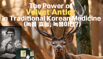 The Power of Velvet Antler in Traditional Korean Medicine (Nokyong Benefits, What is Nokyong?)